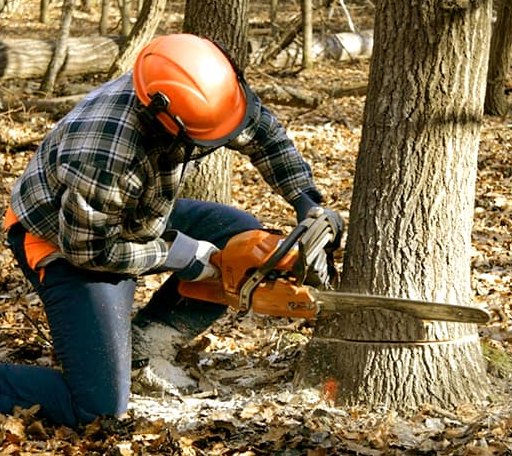 Tree Removal in Ferney, SD